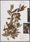 Foto von Salix caprea L. x Salix eleagnos Scop.
